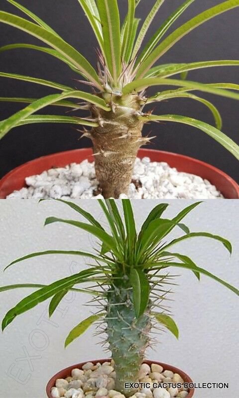 4" POT PACHYPODIUM COMBO (Rare exotic madagascar palm succulent plants cactus cacti)