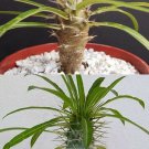 4" POT PACHYPODIUM COMBO (Rare exotic madagascar palm succulent plants cactus cacti)