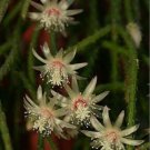 100 SEEDS Rhipsalis Pilocarpa (Rare epiphyllum hanging mause tail cacti aloe seed)
