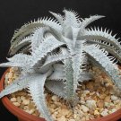 25 SEEDS DYCKIA MARNIER LAPOSTOLLEI (Exotic terrestrial bromeliad rare cacti seed)