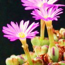 100 SEEDS Conophytum Chauviniae (Exotic cactus rare living stones mesemb seed)