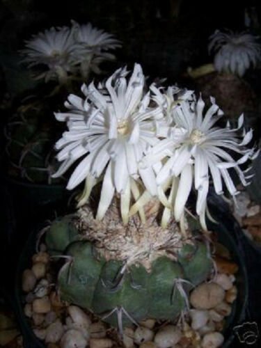 100 SEEDS Discocactus Eptacanthus (Exotic fragance perfume cacti rare cactus seed)
