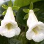300 SEEDS SINNINGIA VARIETY MIX (Rare african violet caudex succulent plant seed)