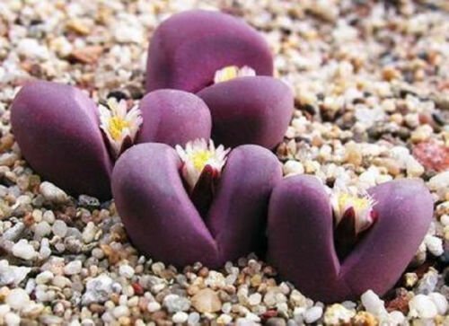 100 SEEDS Lithops Optica RUBRA (Rare mesembs exotic succulent living stones cacti)