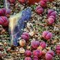 100 SEEDS Lithops Optica RUBRA (Rare mesembs exotic succulent living stones cacti)
