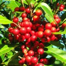 15 Seeds RARE DAHOON HOLLY (Ilex cassine Florida native tree bonsai shrub seed)