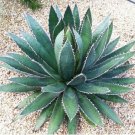 15 SEEDS Agave Horrida (Exotic succulent aloe plant rare desert sun cactus seed)