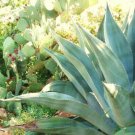 15 SEEDS RARE AGAVE SALMIANA (Green giant succulent pulque plant garden aloe seed)