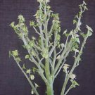 100 SEEDS Dorstenia Hildebrantii (Rare succulents caudex bonsai cactus cacti seed)