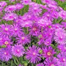 100 SEEDS Delosperma Cooperi (Rare mesembryanthemum ice plant mesembs semi seed)