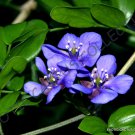 10 SEEDS RARE LIGNUM VITAE GUAIACUM SANCTUM (Exotic lathe hard wood bonsai seed)