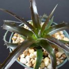 4" Pot Dyckia Burgundy Ice (Rare succulent air plant exotic bromeliad agave cacti) 4" Pot Dyckia Burgundy Ice (Rare succulent air plant exotic bromeliad agave cacti)