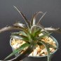 4" Pot Dyckia Burgundy Ice (Rare succulent air plant exotic bromeliad agave cacti)