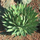 50 SEEDS AGAVE FILIFERA (Rare succulent thread leaf plant exotic garden aloe seed) 50 SEEDS AGAVE FILIFERA (Rare succulent thread leaf plant exotic garden aloe seed)