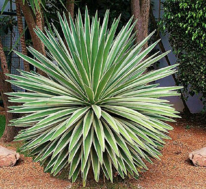 100 SEEDS Agave Angustifolia Variegated (Exotic succulent rare cactus seed plant)