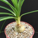 4" Plant Beaucarnea Recurvata Elephant Foot Ponytail Palm Pachycaul 4" Plant Beaucarnea Recurvata Elephant Foot Ponytail Palm Pachycaul