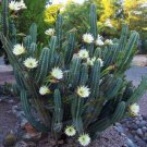 1000 SEEDS Cereus Hildmannianus QUEEN OF THE NIGHT