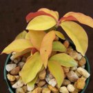 4" Pot Pereskia Aculeata Gold Variegated (Rare variegata cactus plant cacti)