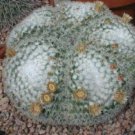 100 SEEDS Mammillaria Parkinsoni (Pincushion globular cacti rare cactus seed)