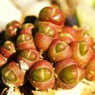 15 SEEDS Oophytum Nanum (Rare living stones mesembs rock succulent ice plant seed)