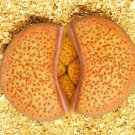 30 SEEDS LITHOPS FULVICEPS (Living stones rare scculent rock mesembs seed)