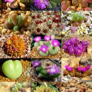50 SEEDS COLOR GIBBAEUM MIX (Succulent cactus mixed living stones rock plant seed)