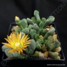 15 SEEDS RARE TITANOPSIS SCHWANTESII (Living stone cacti mesembs rock ice seed)