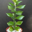 4" Pot Pereskiopsis Spathula (Cactus rare graft leaf cacti 5 plants) 4" Pot Pereskiopsis Spathula (Cactus rare graft leaf cacti 5 plants)