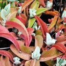 100 SEEDS Kalanchoe Gastonis Bonnieri (Donkey ears plant exotic succulents seed)