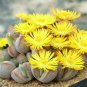 100 SEEDS Dinteranthus Microspermus Puberulus (Mesembs living stone cacti seed)