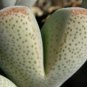 100 SEEDS Dinteranthus Microspermus Puberulus (Mesembs living stone cacti seed)