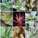 100 SEEDS ALOE HYBRID MIXED (Exotic cultivar color cacti rare cactus aloes seed)
