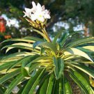 20 SEEDS Pachypodium Lamerei (Rare succulents cacti seed)