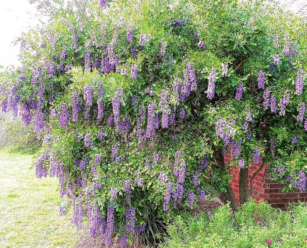 15 Seed Texas Mountain Laurel (Exotic Sophora secundiflora rare Mescal bean seed)