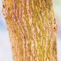 15 Seed Texas Mountain Laurel (Exotic Sophora secundiflora rare Mescal bean seed)
