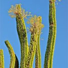 5 SEEDS Alluaudia procera Madagascar Ocotillo Fouquieria Splenden Succulent