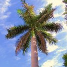 25 Seeds Roystonea Regia (CUBAN ROYAL PALM tree ornamental palms home plant seed)