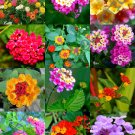 20 SEEDS EXOTIC LANTANA MIX (Flowering Shrub Verbenas Butterfly Ham And Eggs)
