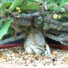 10 Seeds Euphorbia Razafindratsirae (Exotic madagascar bonsai caudex cacti seed)