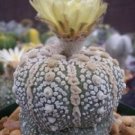100 SEEDS Astrophytum Asterias Super KABUTO (Exotic rare cactus cacti globular)