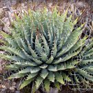 15 SEEDS RARE AGAVE UTAHENSIS NEVADENSIS (Exotic rose succulent aloe hardy seed)