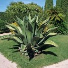 15 SEEDS AGAVE FEROX (Century plant hardy exotic succulent big aloe rare seed)