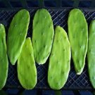 1 Cutting Opuntia Grafting (Nopal cactus edible nopalea grafted cacti) 1 Cutting Opuntia Grafting (Nopal cactus edible nopalea grafted cacti)