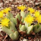 100 SEEDS Conophytum Meyerae (Rare mesemb exotic stone rock living stones seeds)