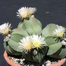 100 SEEDS Astrophytum Myriostigma NUDUN (Rare cacti exotic flowering cactus seed) 100 SEEDS Astrophytum Myriostigma NUDUN (Rare cacti exotic flowering cactus seed)