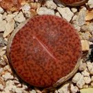 50 SEEDS Lithops Mariae (Rare plant exotic living stones ice succulent seed)