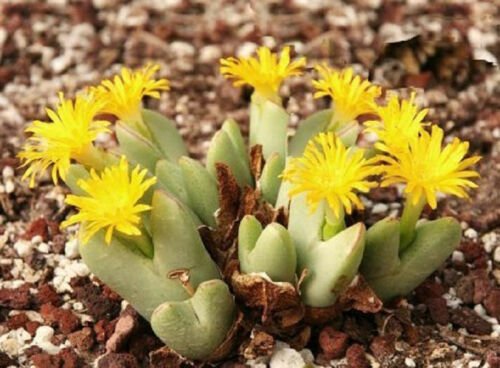 15 SEEDS Conophytum Meyerae (Rare mesemb exotic stone rock living stones seeds)