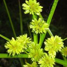 100 SEEDS CYPERUS PAPYRUS (Paper reed flats edge exotic aquatic flowering plant)