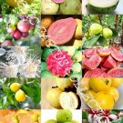 50 SEEDS GUAVA FRUIT MIX (Exotic tropical guayaba rare plant Psidium guajava seed) 50 SEEDS GUAVA FRUIT MIX (Exotic tropical guayaba rare plant Psidium guajava seed)