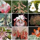 150 SEEDS SINNINGIA VARIETY MIX (Rare african violet caudex succulent plant seed) 150 SEEDS SINNINGIA VARIETY MIX (Rare african violet caudex succulent plant seed)